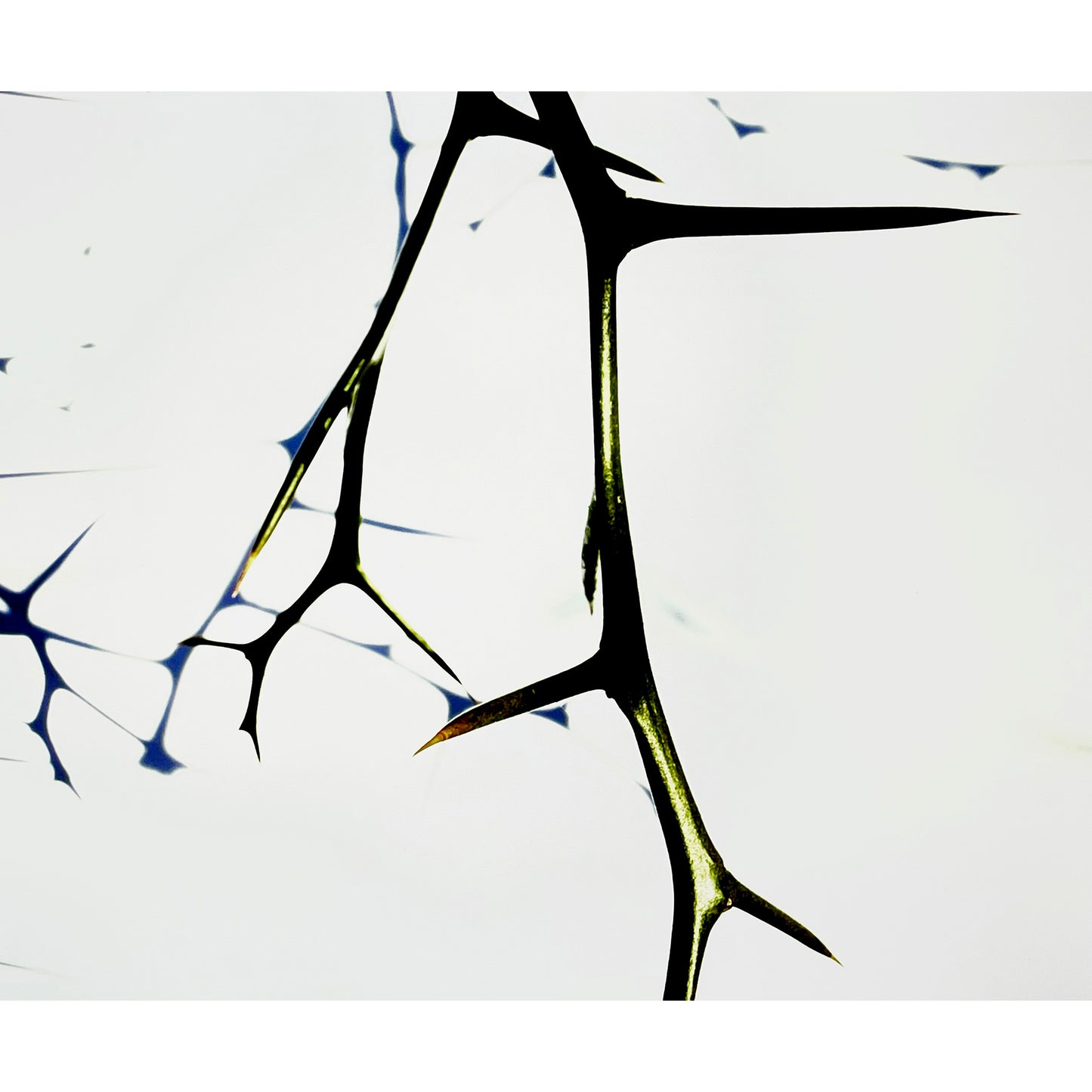 カラタチの旋律