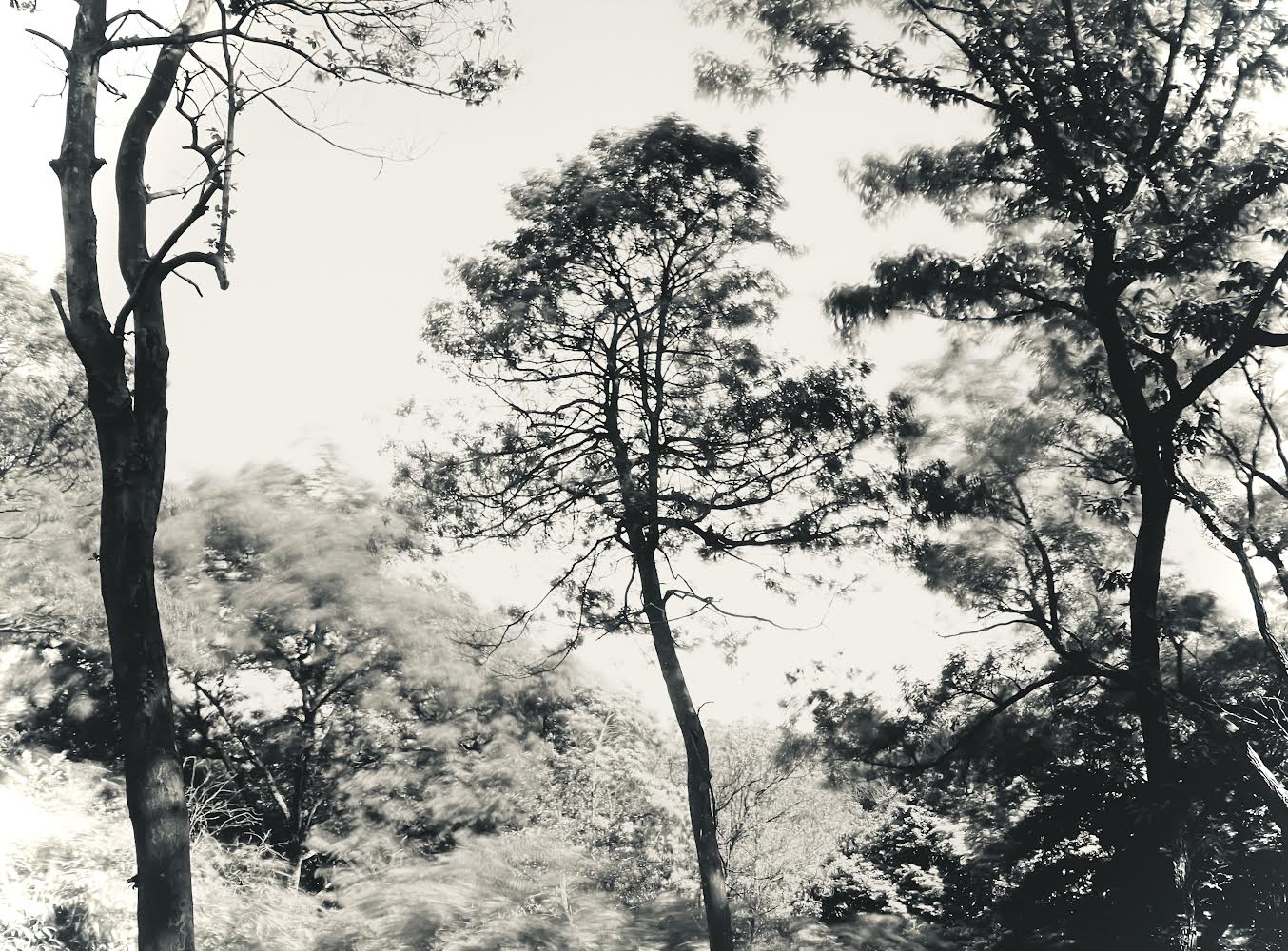 Tree Blowing with the Wind 01