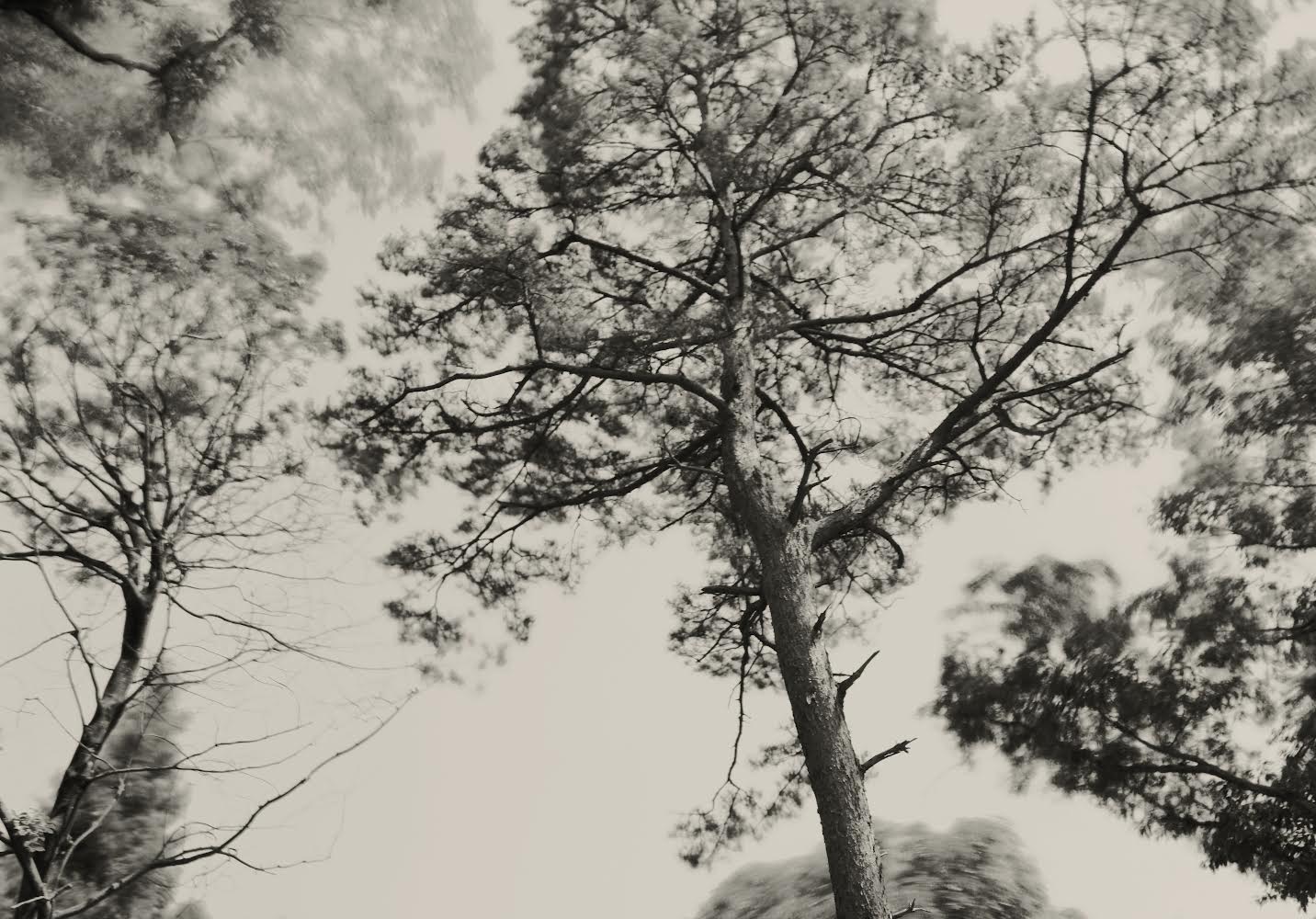 Tree Blowing with the Wind 02