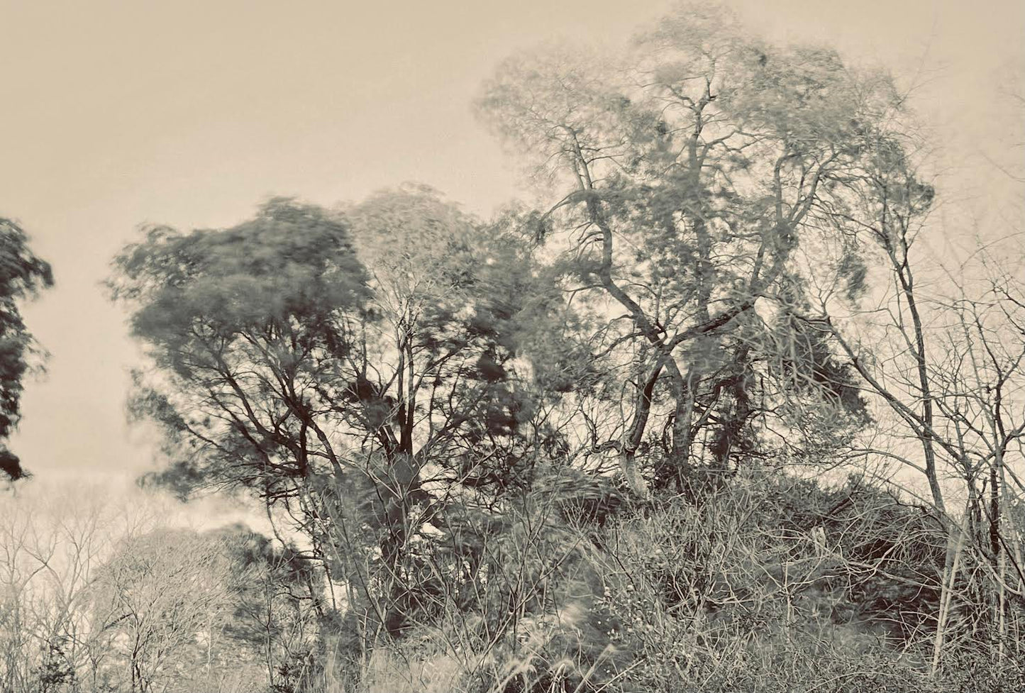 Tree Blowing with the Wind 03