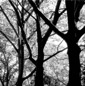 Central Park アートラグ