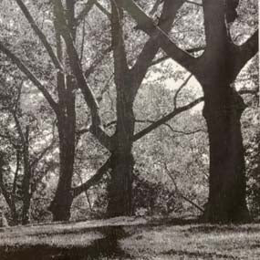 Central Park アートラグ