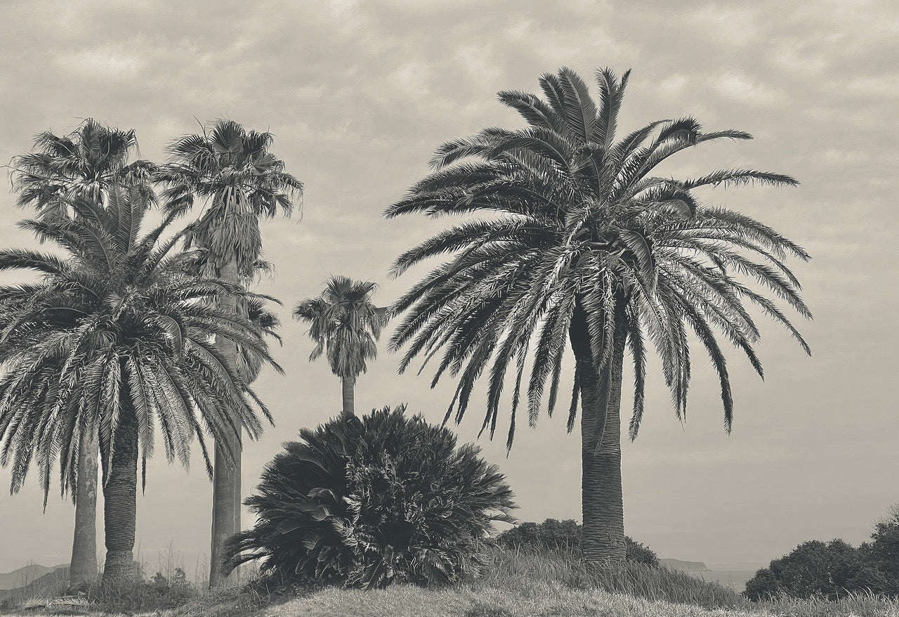 Landscape - Poetry of Saga 6373