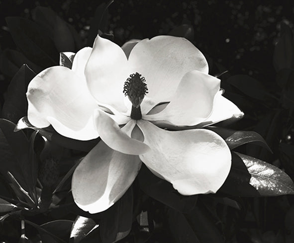 Magnolia