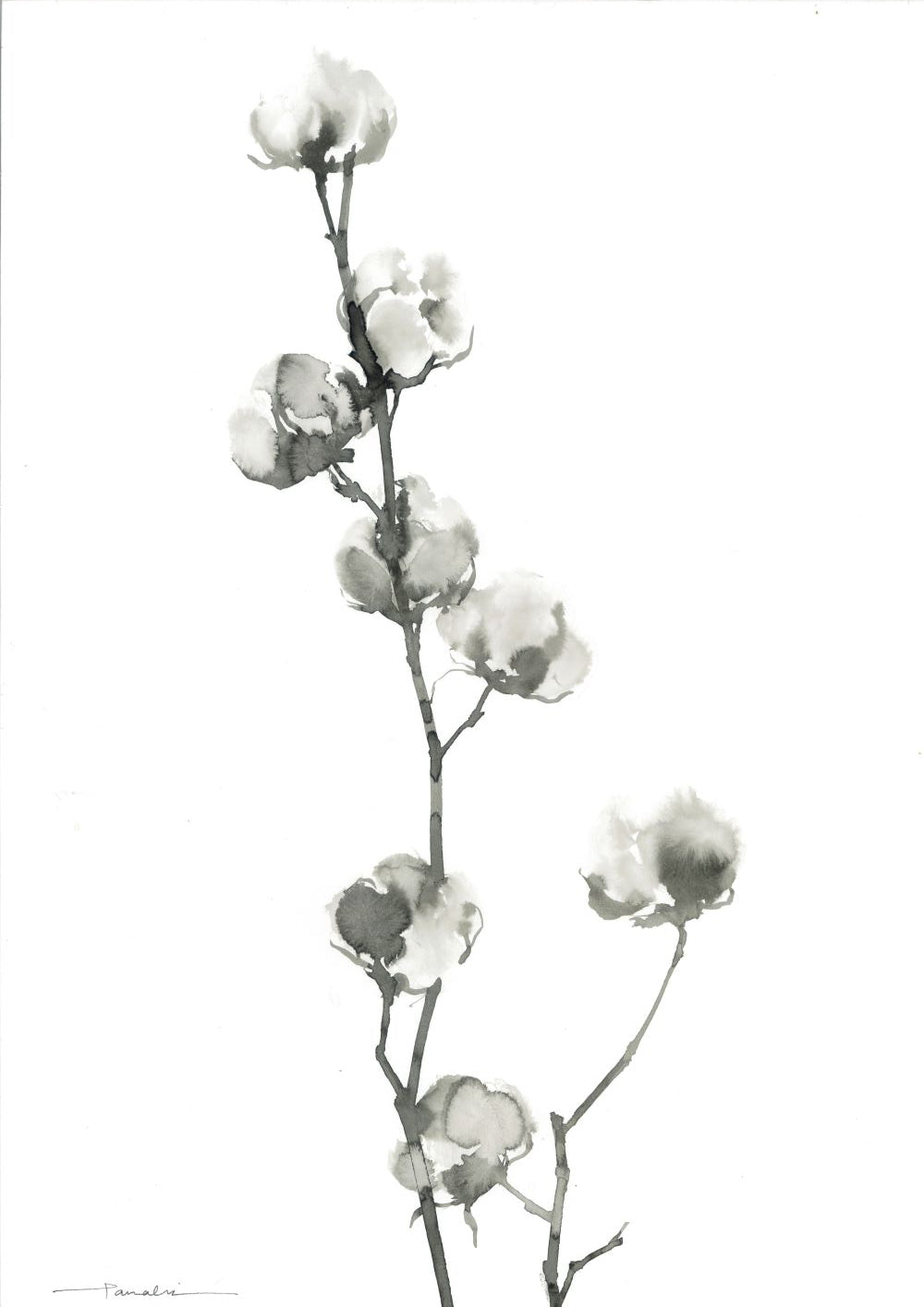 SUMIGA 綿花