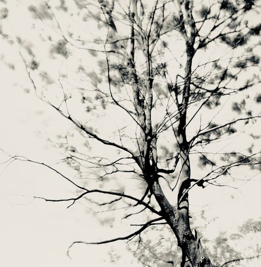 Tree Blowing with the Wind 04