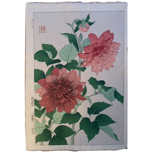 Camellia Japonica / Malene Wagner Collection