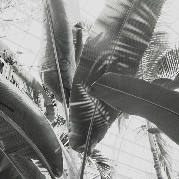 Banana Leaf  in Garden