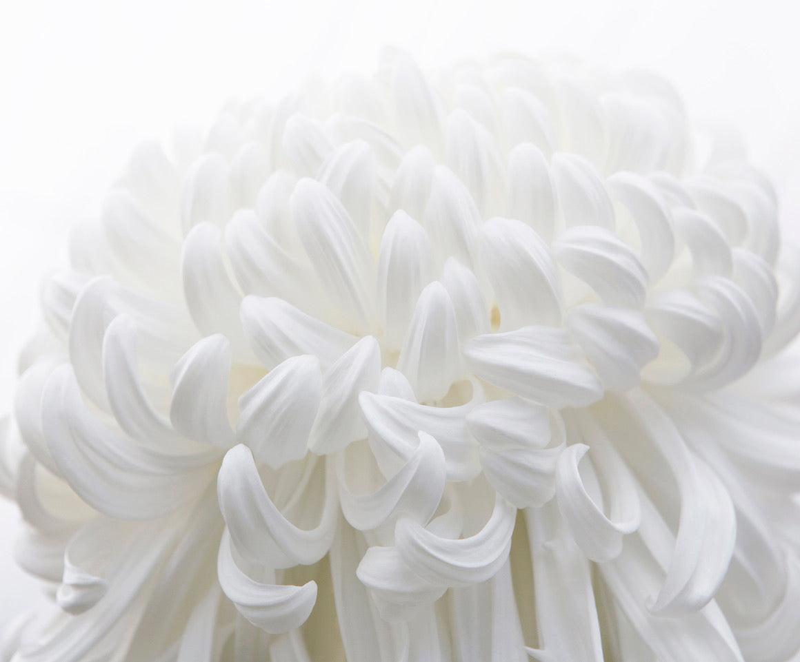 Big White Chrysanthmeum_Framed