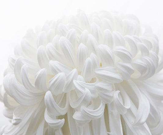 Big White Chrysanthmeum_Panel