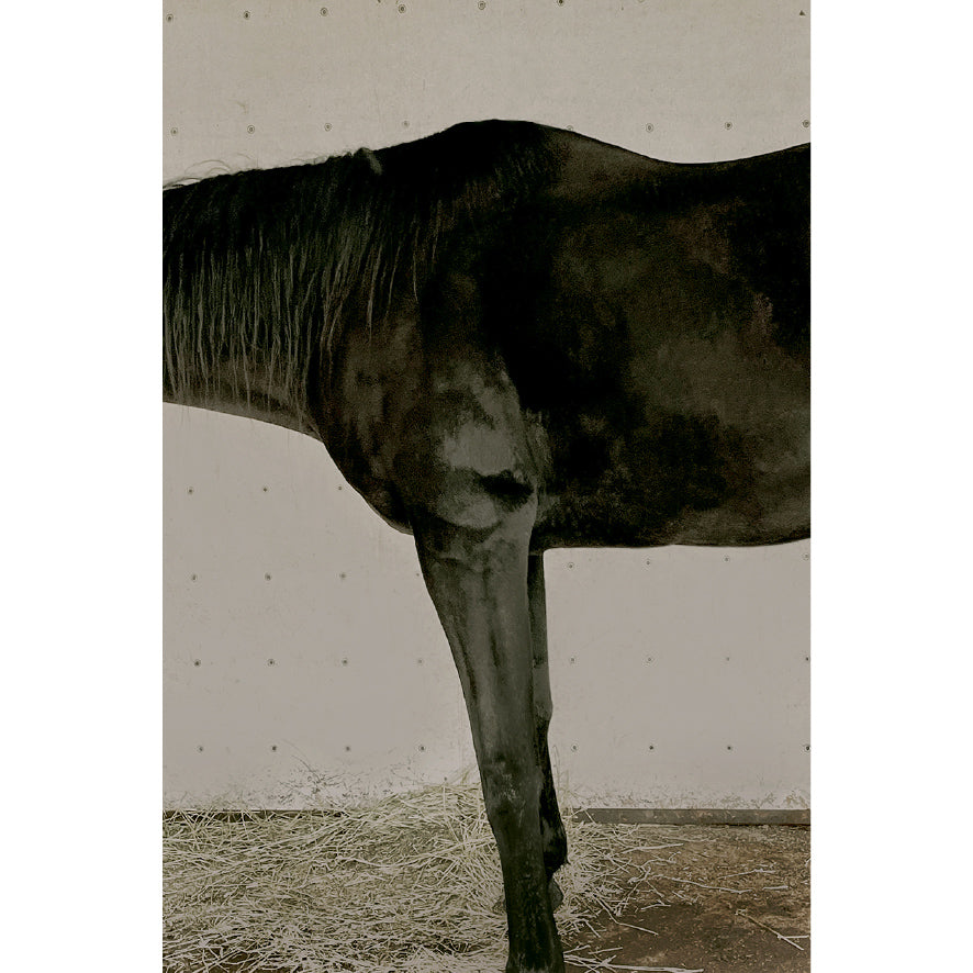 Soma's Samurai Black Horse