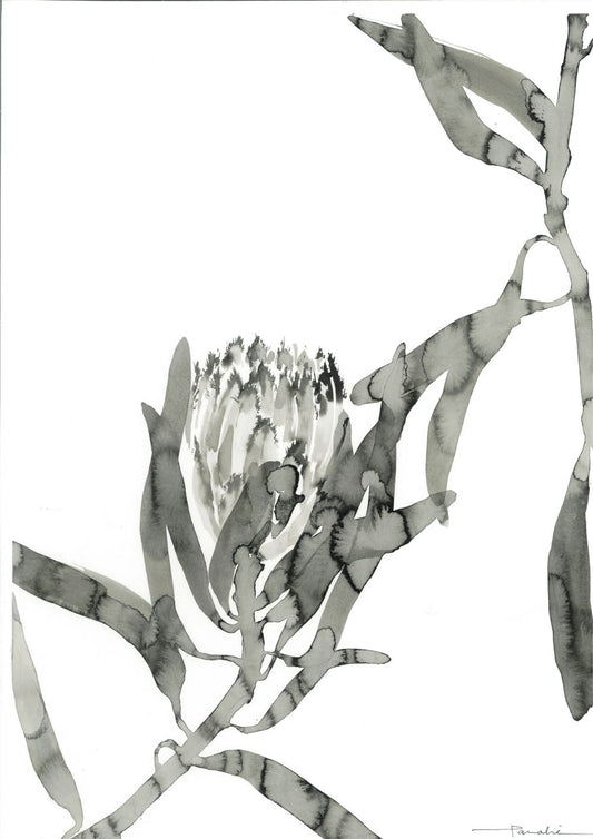 Protea 