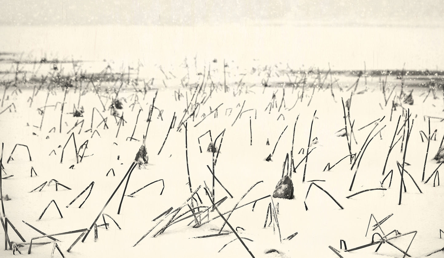 Winter Lotus - White Lotus, 2014