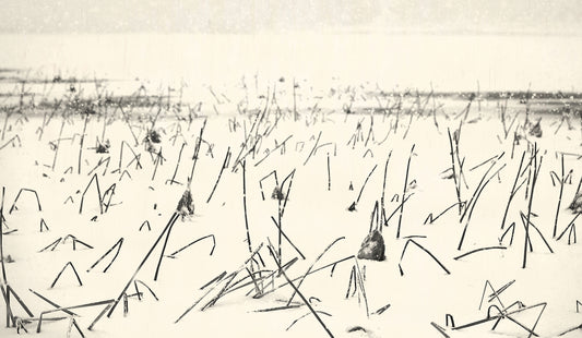 Winter Lotus - White Lotus, 2014