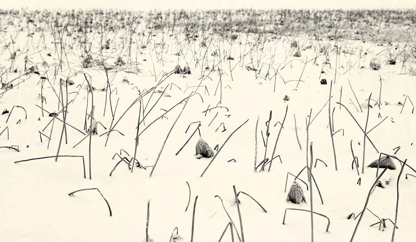 Winter Lotus - White Lotus, 2021