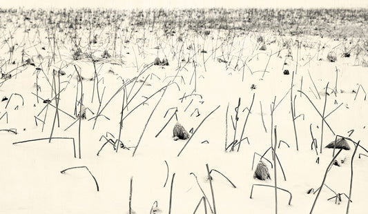 Winter Lotus - White Lotus, 2021