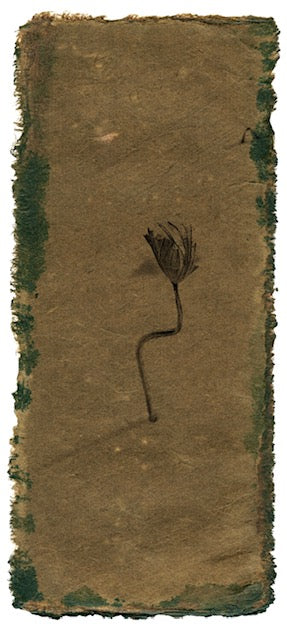 winter lotus alone 02